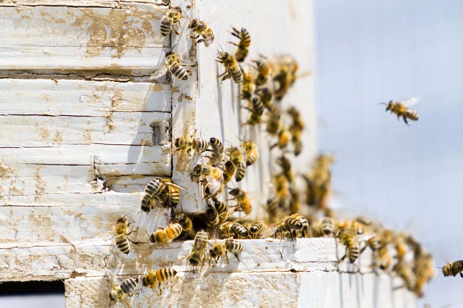 A swarm of bee fly and sit on the wooden