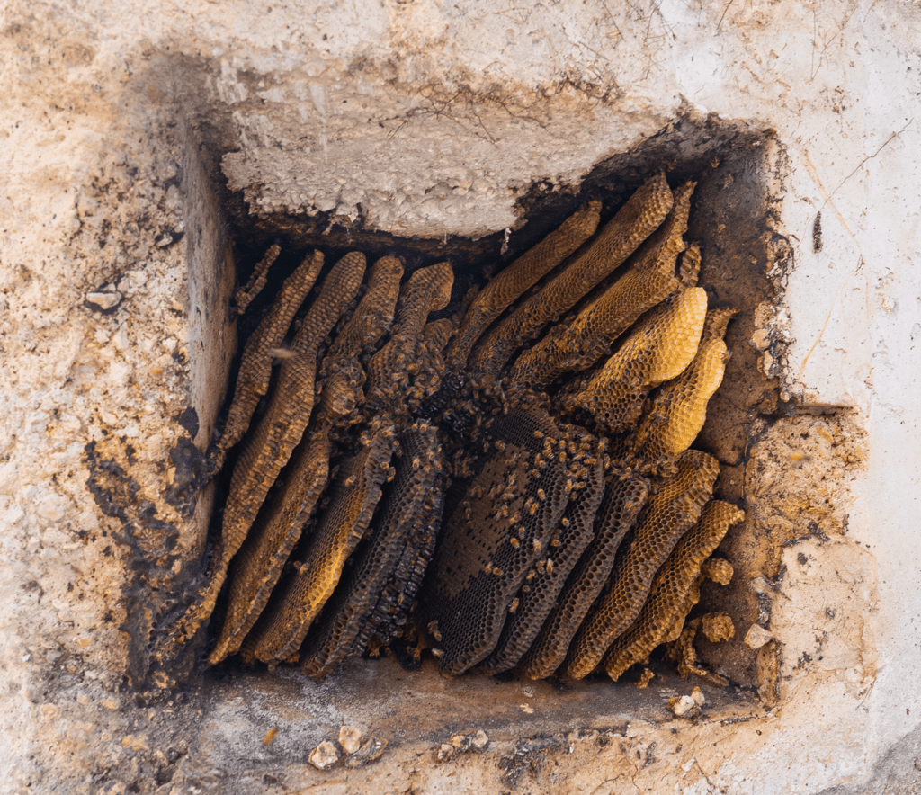 Welcome to Bee Haven Chronicles: Florida Bee Rescue’s Journey to Safeguard Nature’s Pollinators