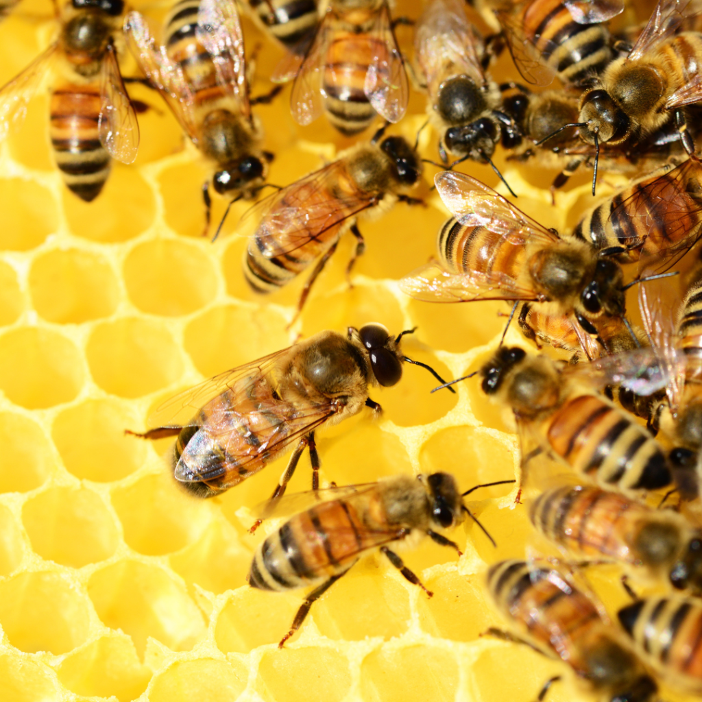 Florida Bee Rescue Will Safely Remove And Relocate Your Bee Population