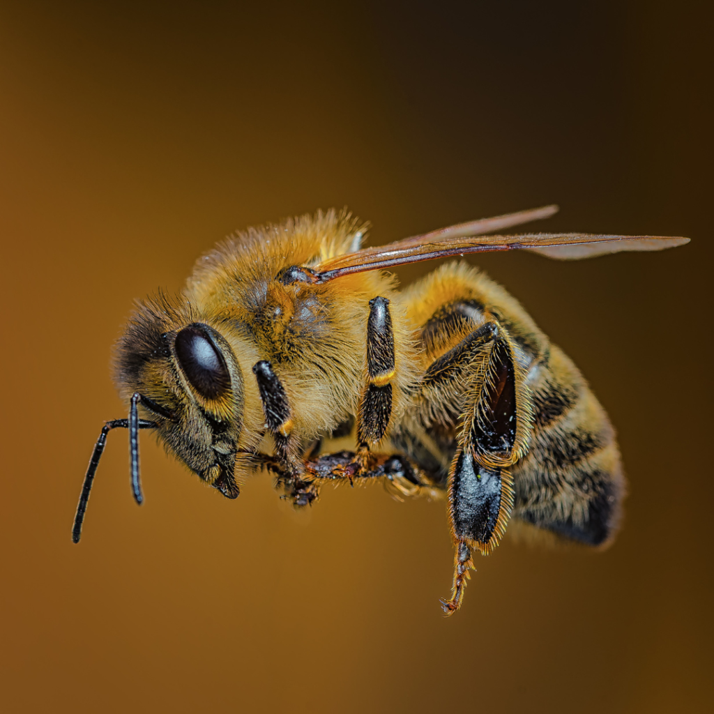 Bees Are Starting To Experience Population Decline In Florida