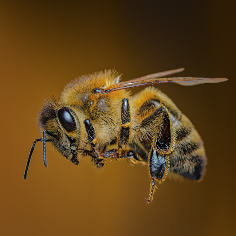 bee
