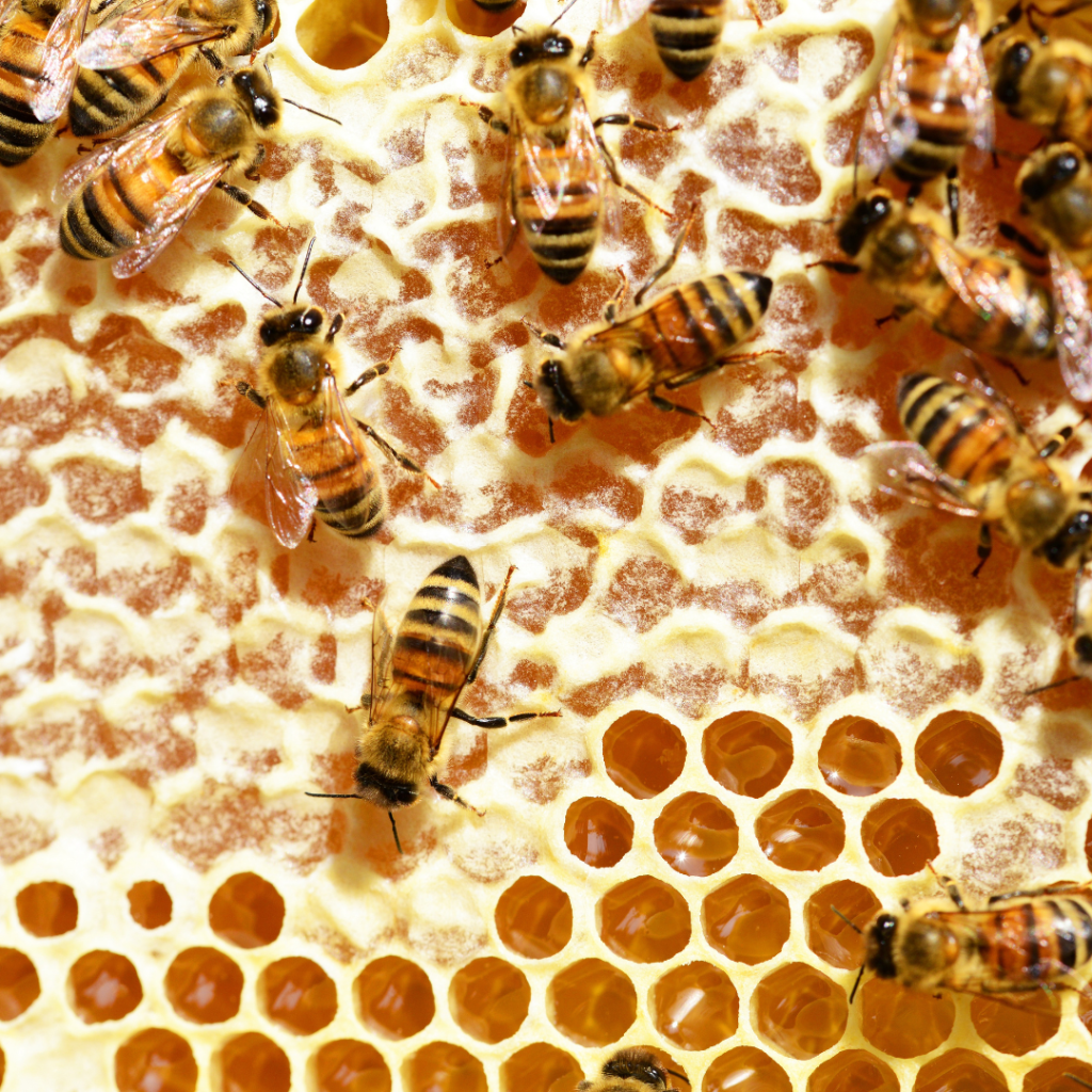 Unlocking the Secrets of Bees: A Comprehensive Guide for Passionate Beekeepers