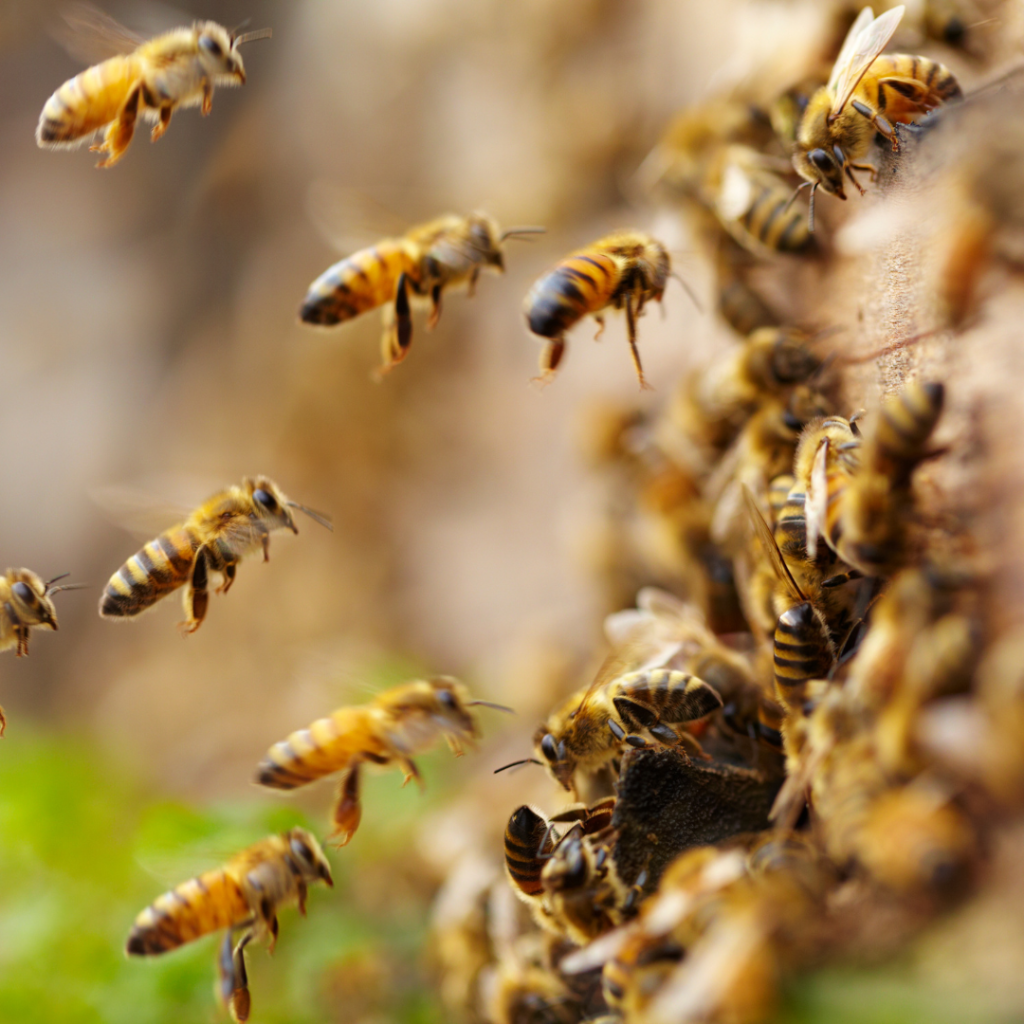 Why Professional Bee Removal Is Safer For You And The Bees