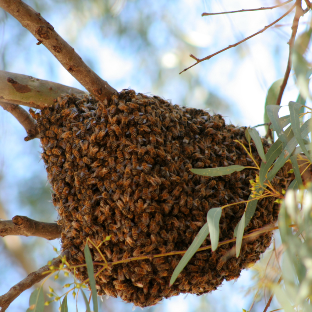 Bees in the 305: When Brickell’s High-Rises Meet Hives
