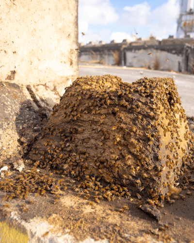 bees with stone