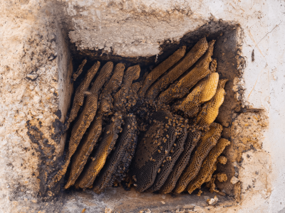 bee home