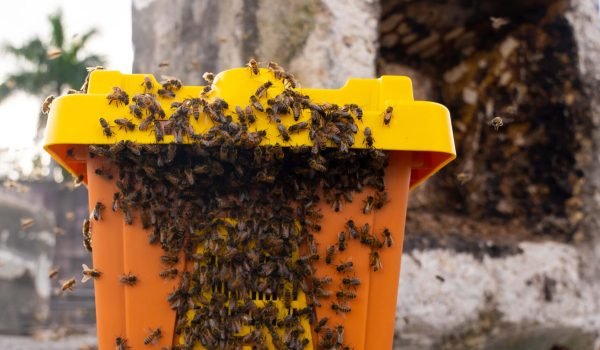 lots of bee with a yellow box