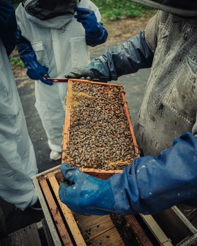 Bee Services | FL Bee Rescue