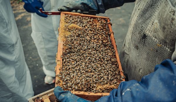 a person live bee rescue