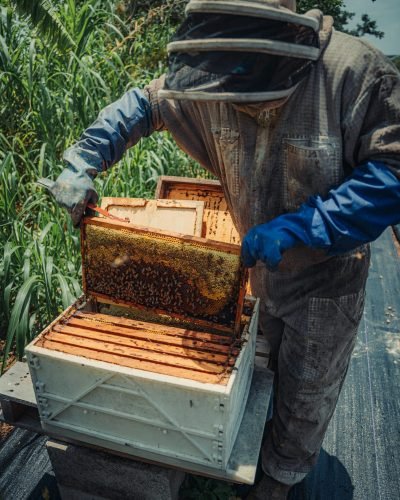 one person live bee removal